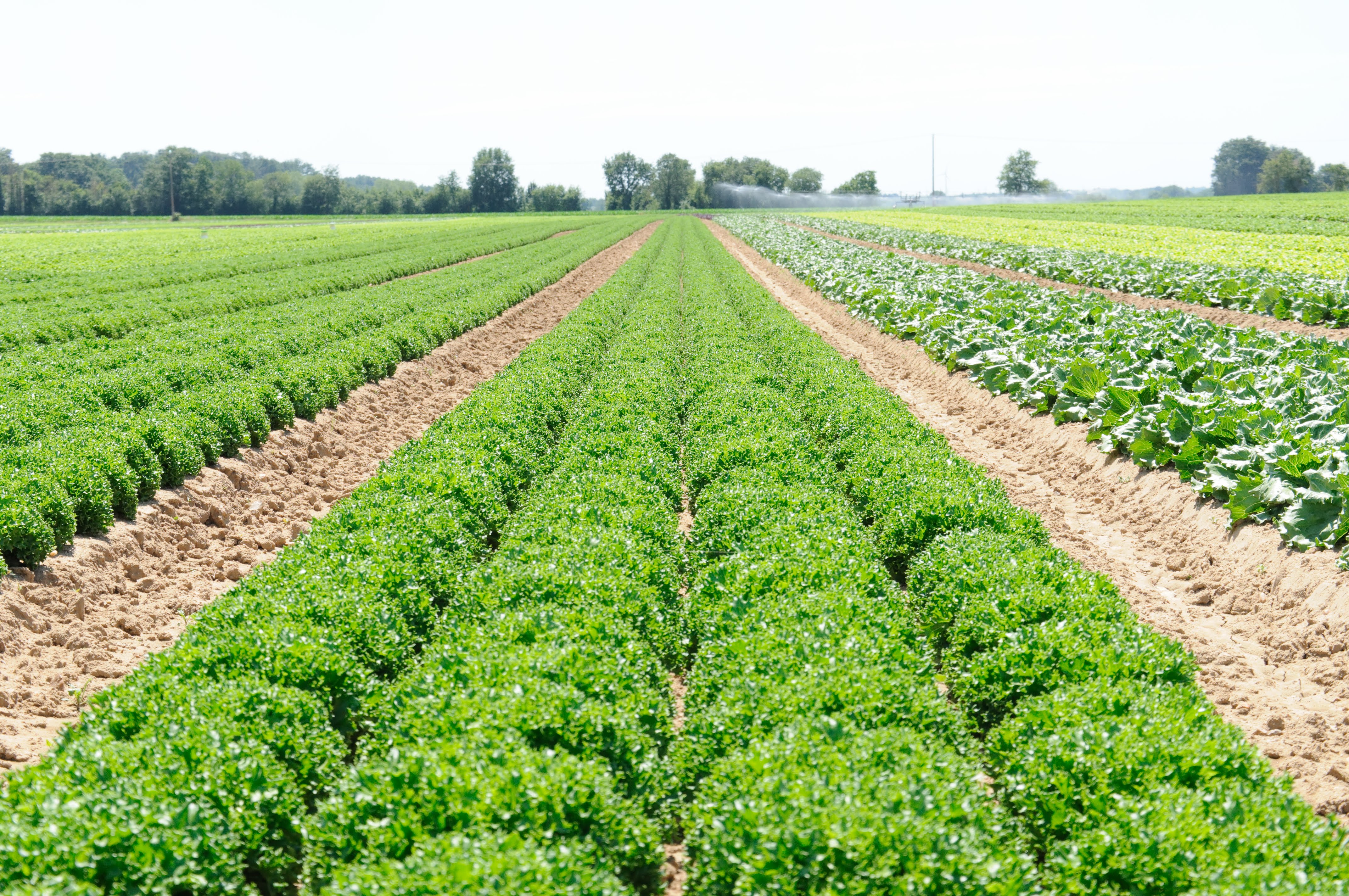 Market Gardening Forum